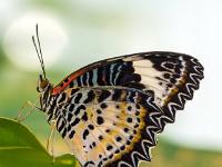 Bortenfalter Seitenansicht